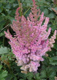 Astilbe chinensis                                 